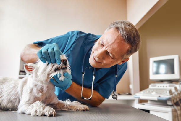 Best Urgent Dental Care  in Imlay City, MI